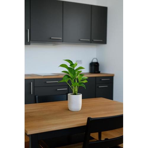 Cozy Apartment with balcony and free parking