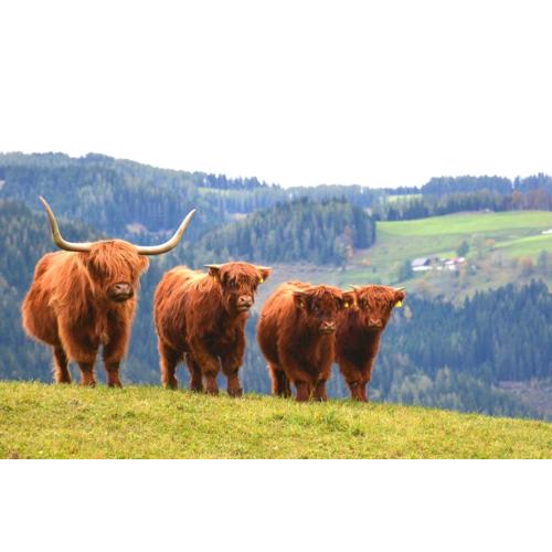 Frühstückspension Ochnerbauer