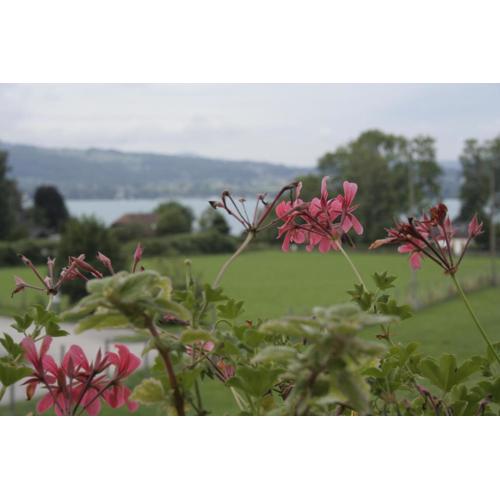 Rooming Green mit Seeblick