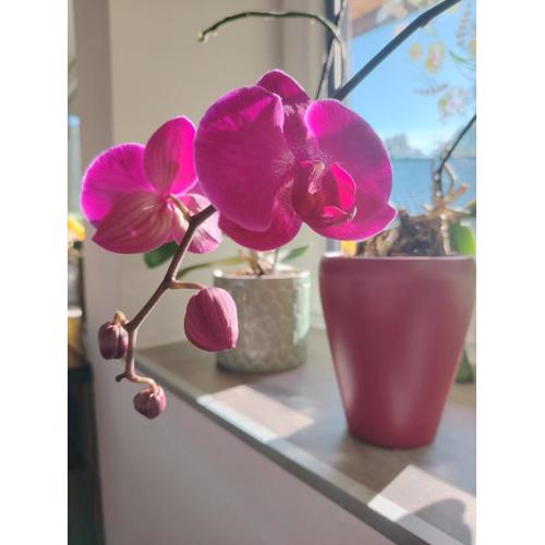 Suite Orchidee - SalzkammerNest